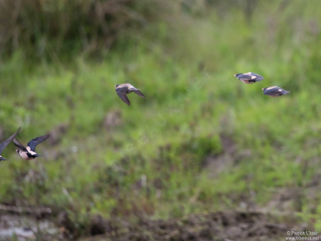 Rosy Starling