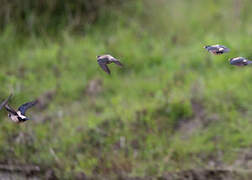 Rosy Starling