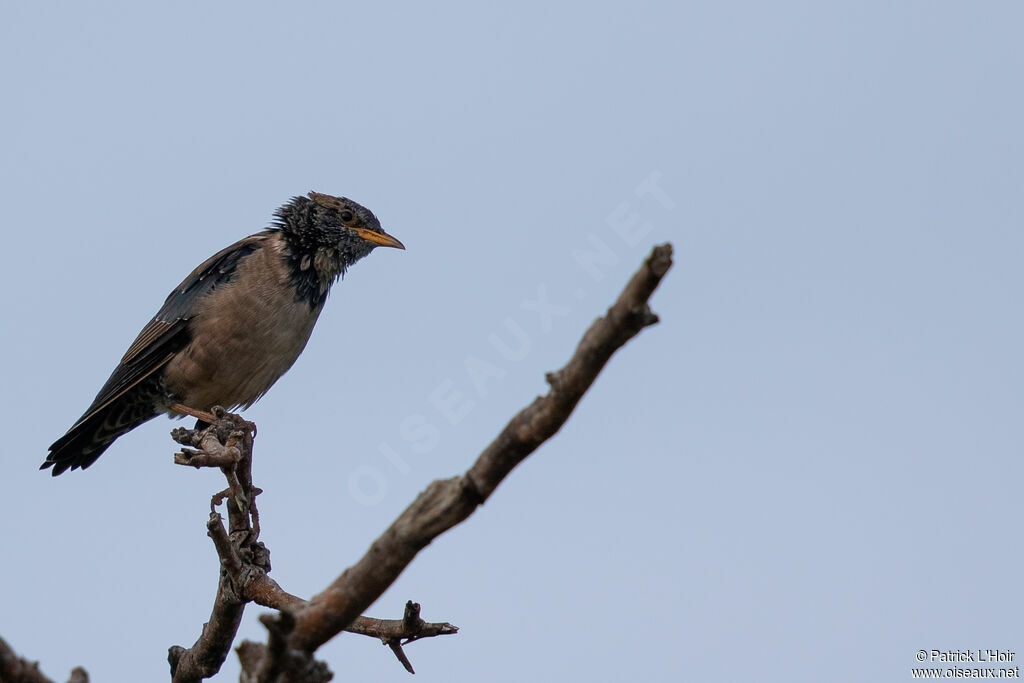 Rosy Starling