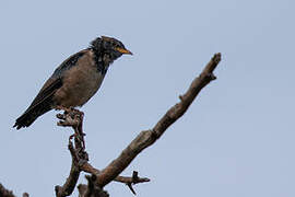 Rosy Starling