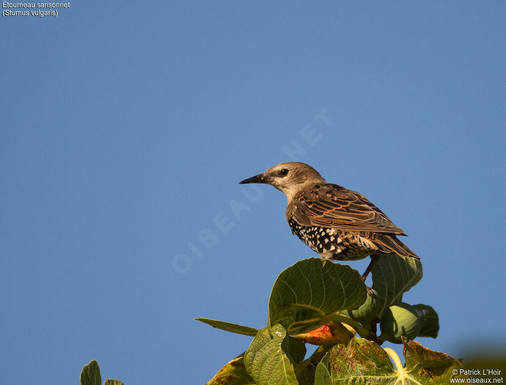 Common Starling