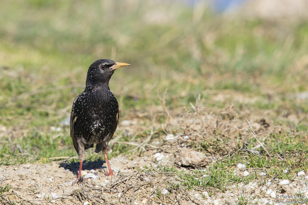 Common Starling