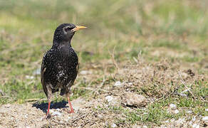 Common Starling