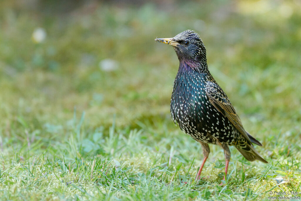 Common Starling