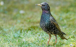 Common Starling