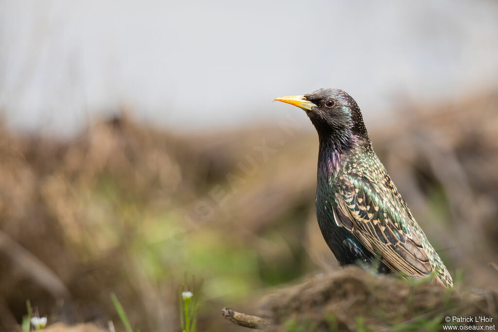 Common Starling