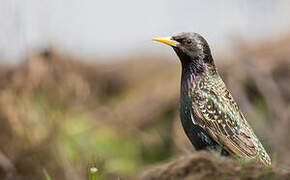 Common Starling