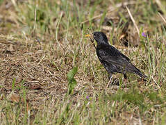 Spotless Starling