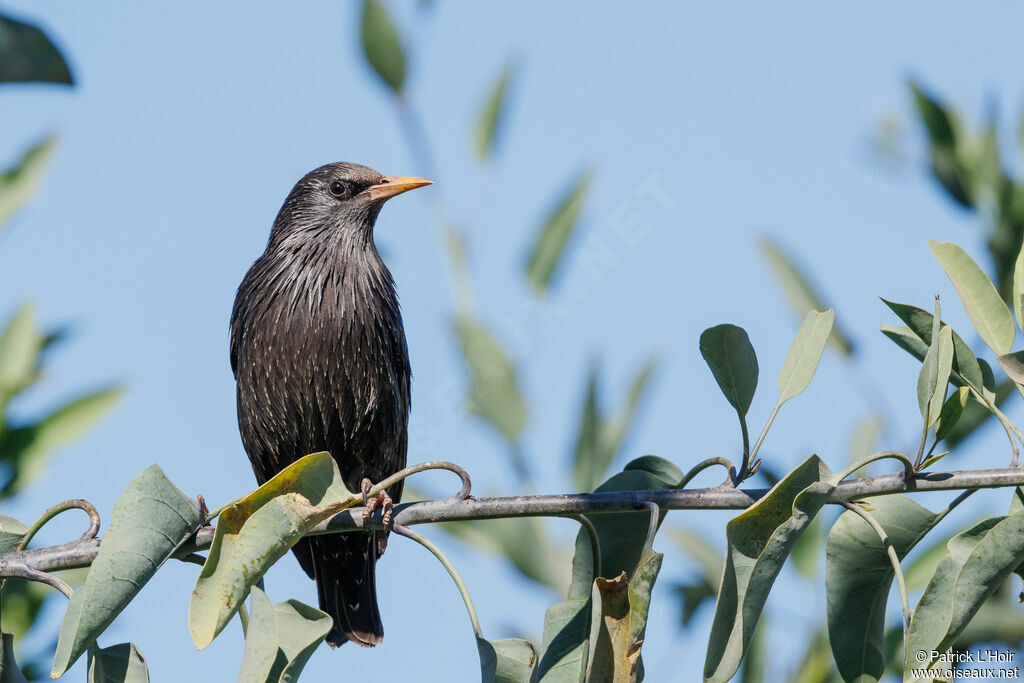 Spotless Starling