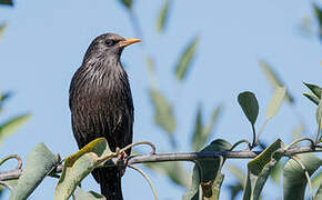 Spotless Starling