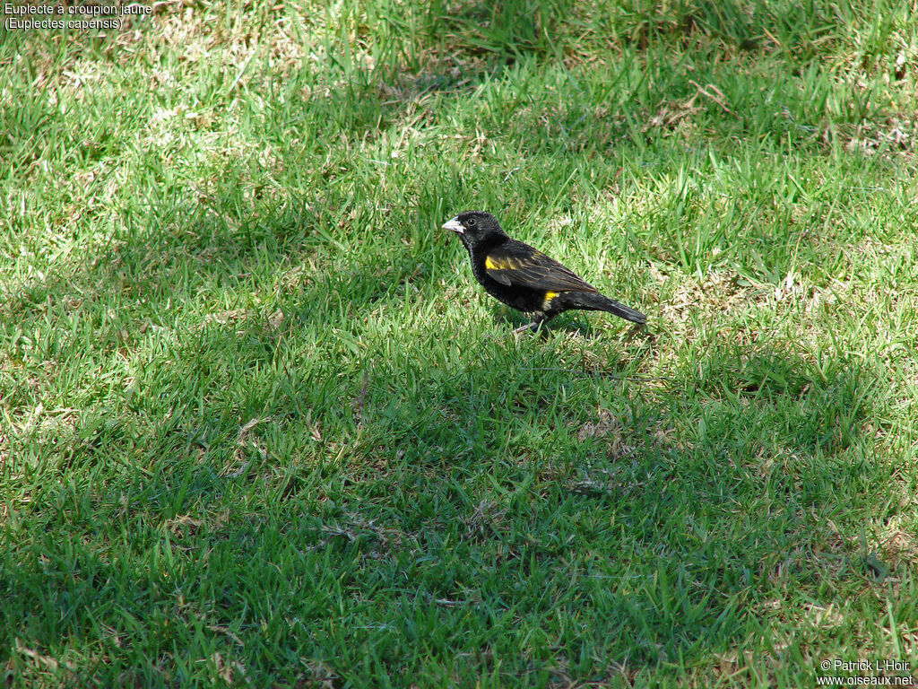 Yellow Bishop