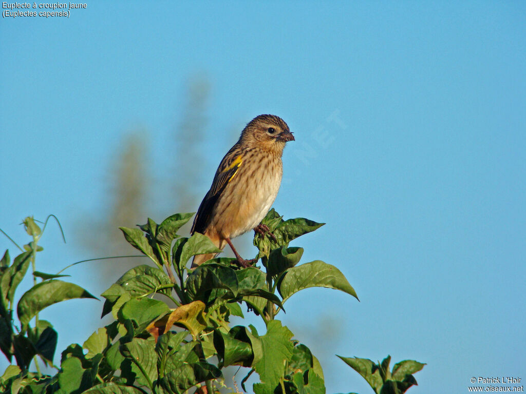 Yellow Bishop