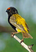 Fire-fronted Bishop