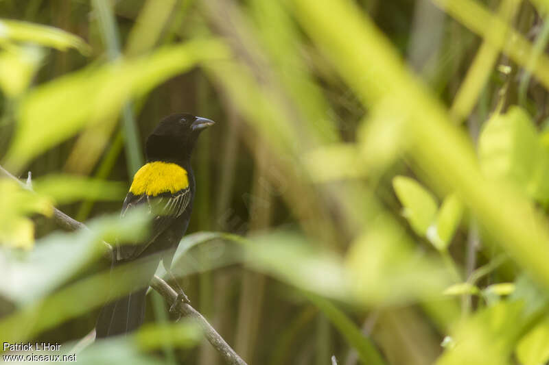 Yellow-mantled Widowbird male adult breeding, habitat, camouflage