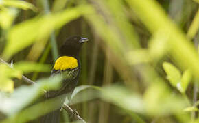 Yellow-mantled Widowbird