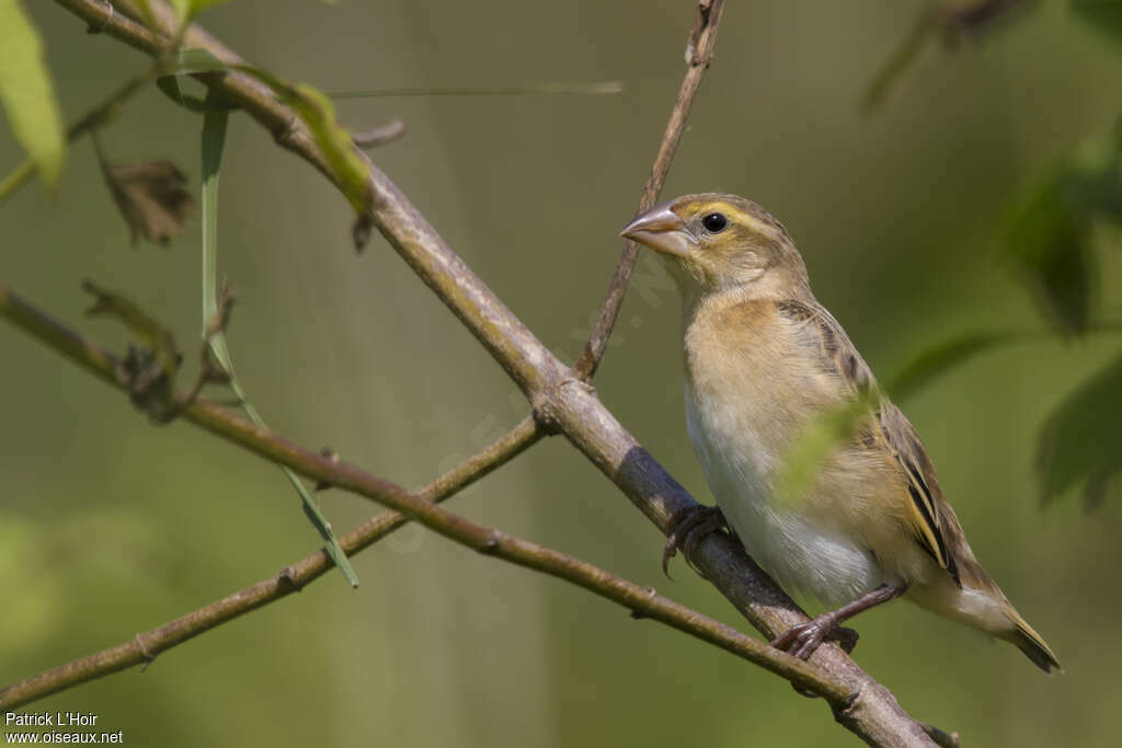 Yellow-mantled Widowbird male immature, identification