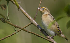 Yellow-mantled Widowbird