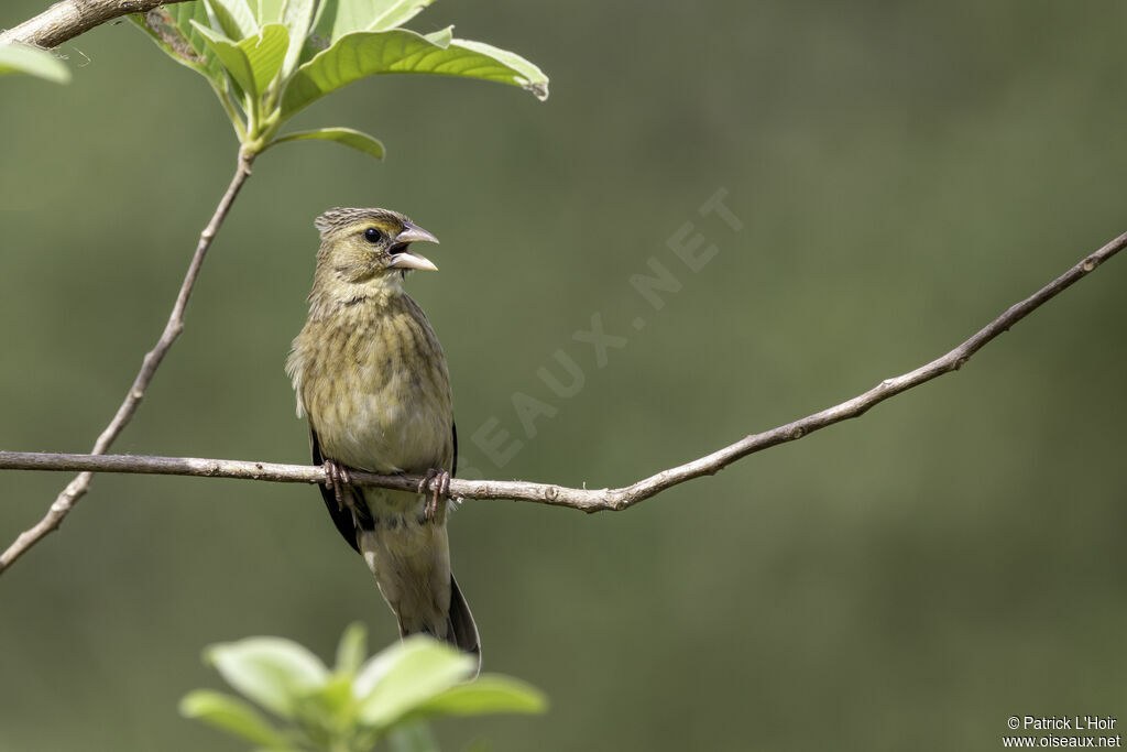 Yellow-mantled Widowbirdadult post breeding