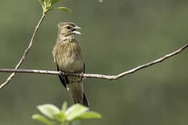 Yellow-mantled Widowbird