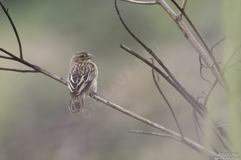 Yellow-mantled Widowbirdadult post breeding