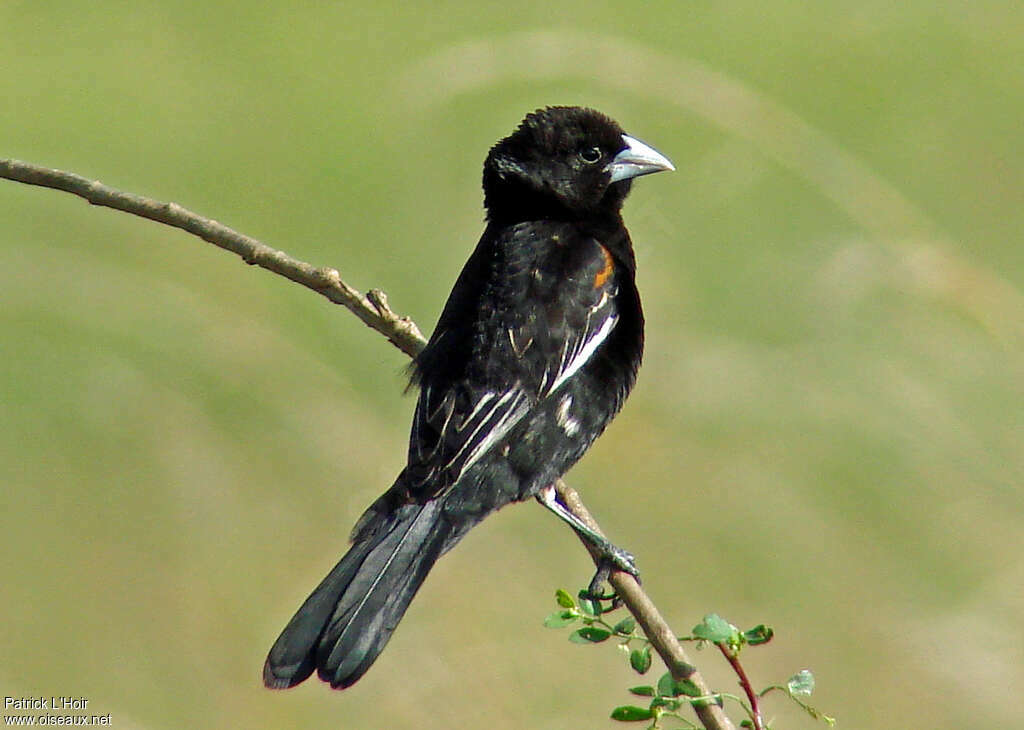 White-winged Widowbird male adult breeding, identification