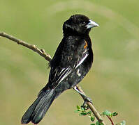 White-winged Widowbird