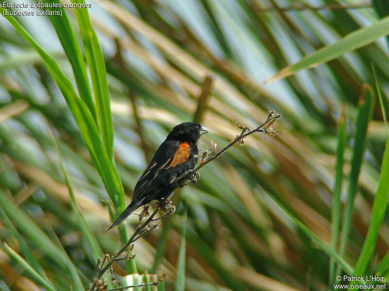 Fan-tailed Widowbird, habitat