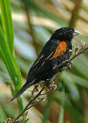 Fan-tailed Widowbird