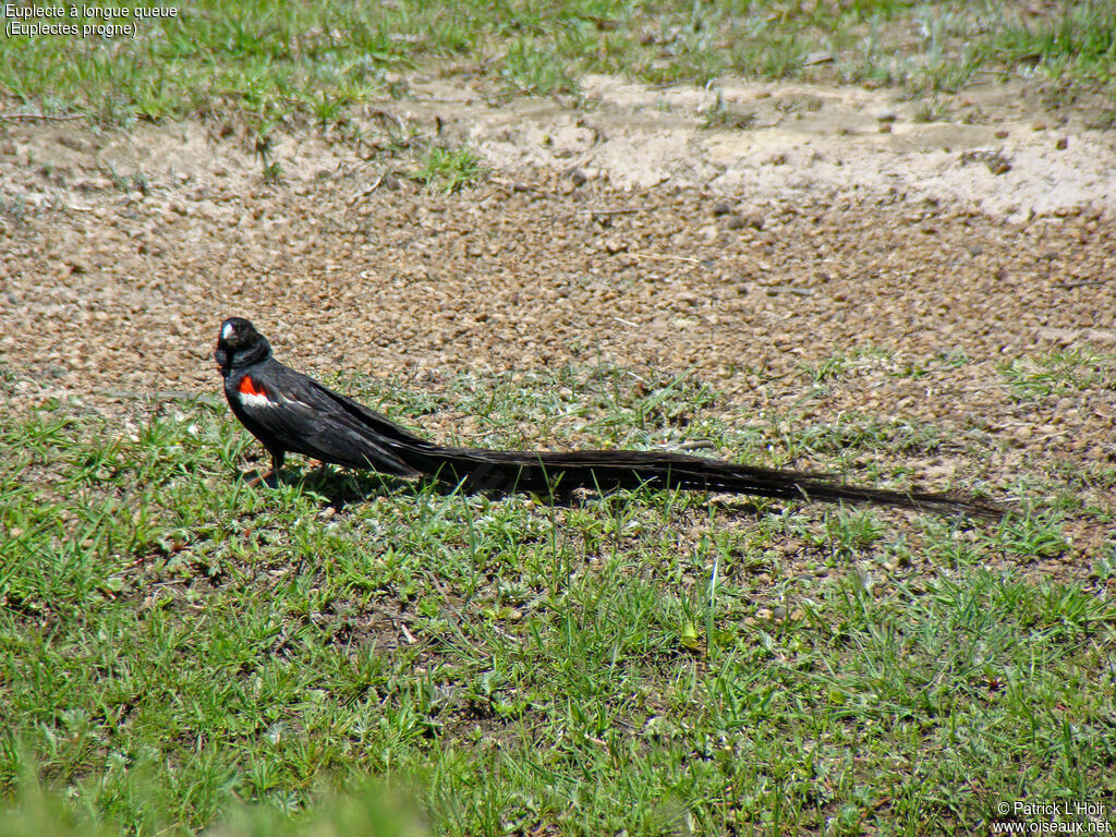 Long-tailed Widowbird