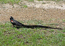 Long-tailed Widowbird