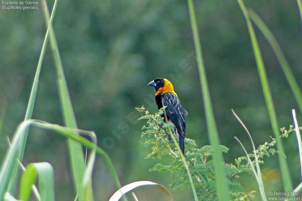 Black Bishop