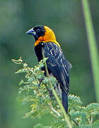 Black Bishop