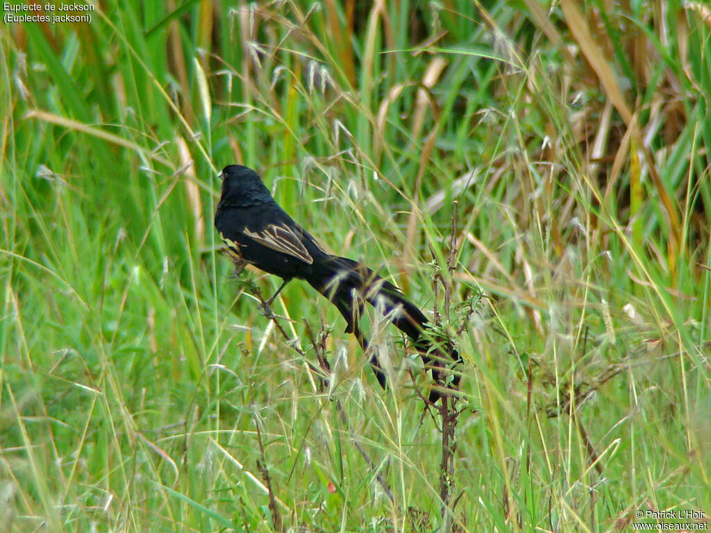 Jackson's Widowbird