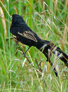 Jackson's Widowbird