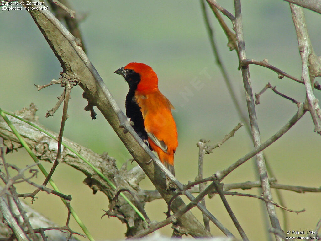 Zanzibar Red Bishop