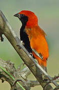 Zanzibar Red Bishop