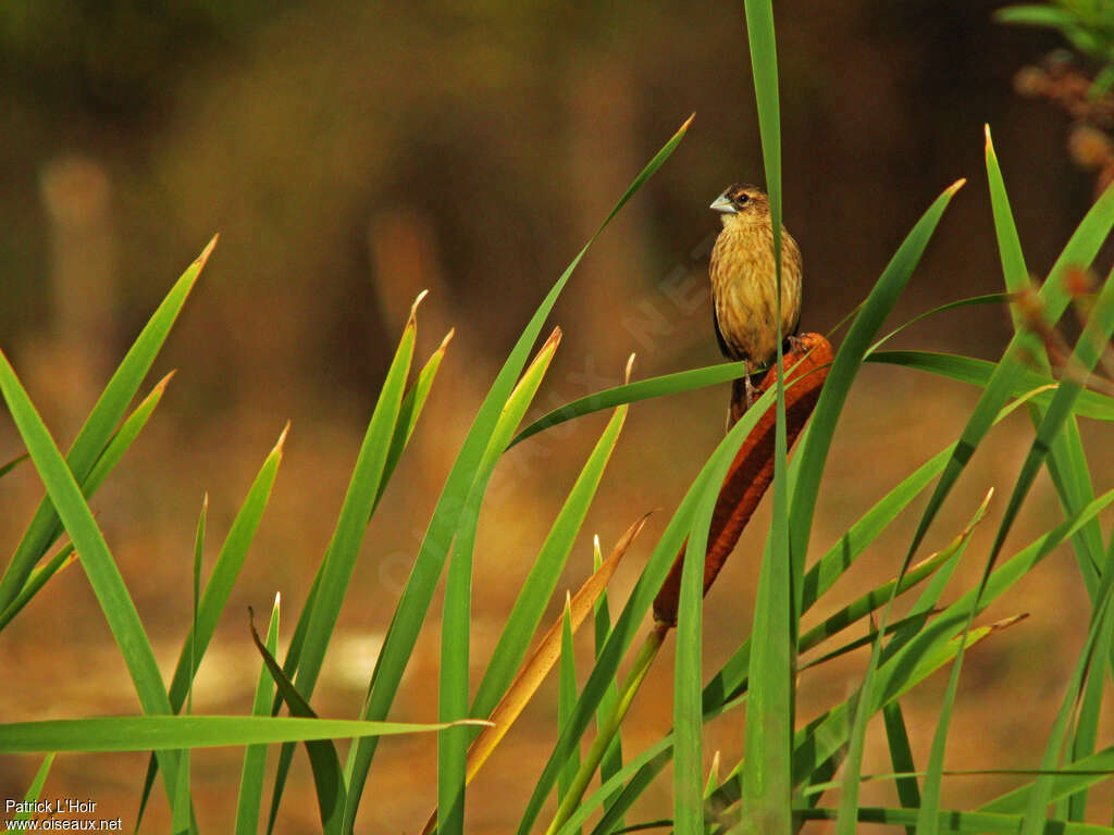 Marsh Widowbird