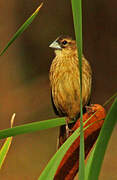 Marsh Widowbird