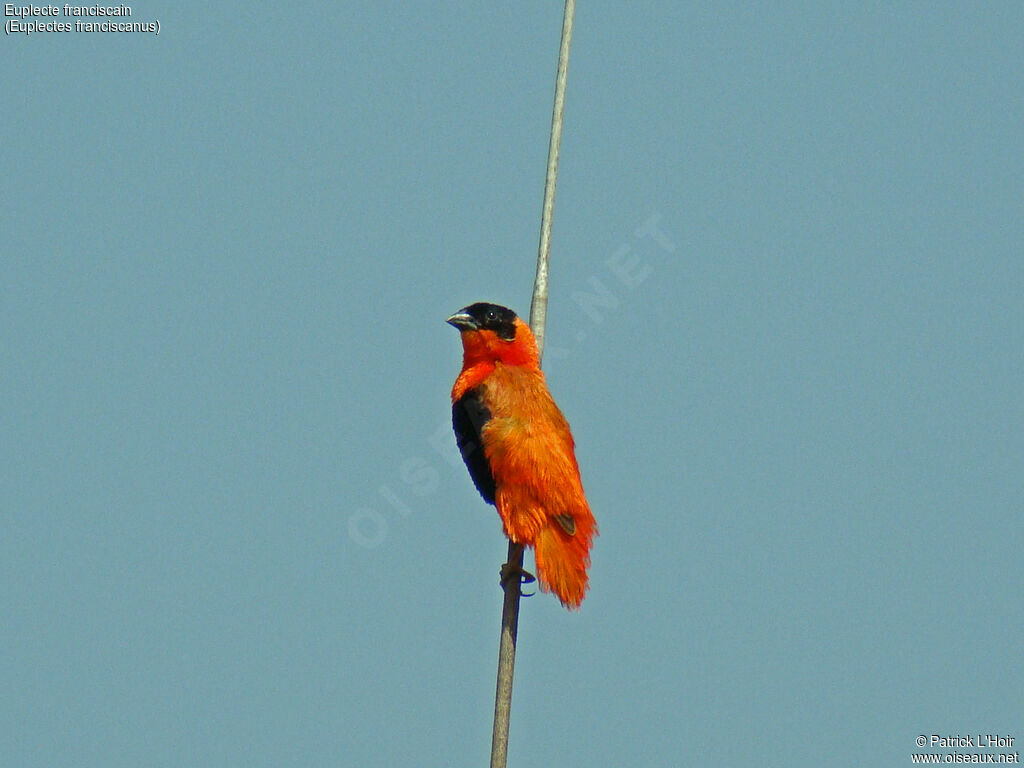 Northern Red Bishop