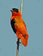 Northern Red Bishop