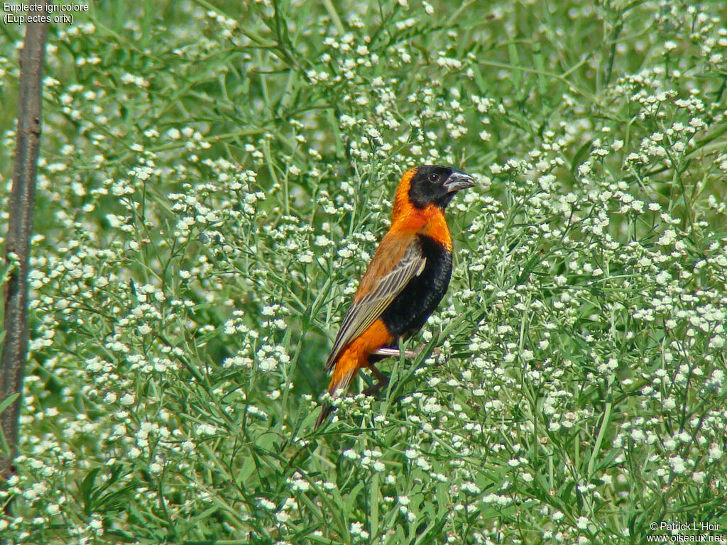 Southern Red Bishop