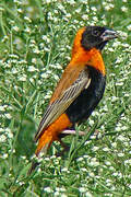 Southern Red Bishop