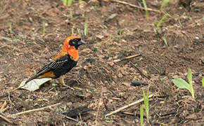 Black-winged Red Bishop