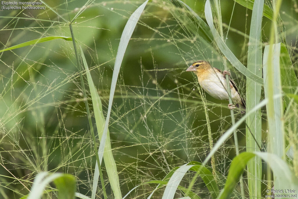 Black-winged Red Bishop female adult