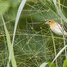 Euplecte monseigneur