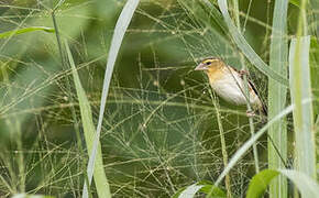 Black-winged Red Bishop