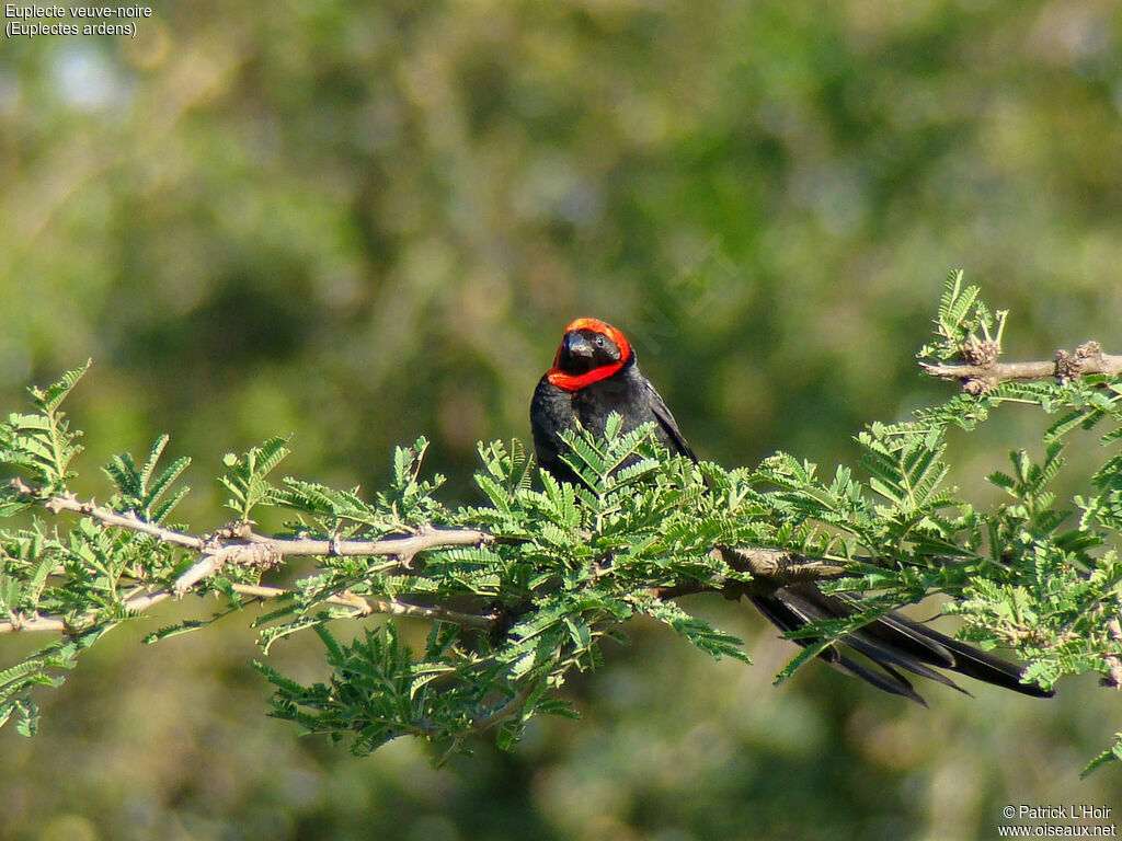 Red-collared Widowbird