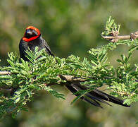 Red-collared Widowbird