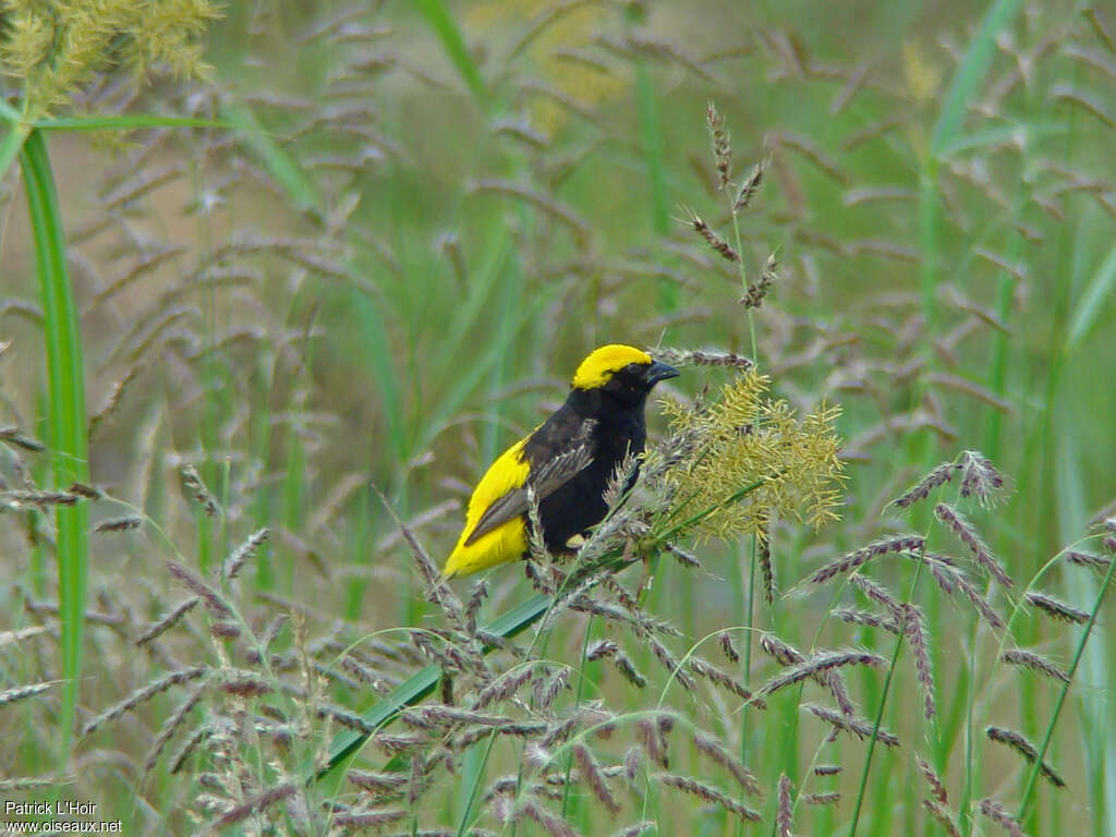 Yellow-crowned Bishop male adult breeding, identification