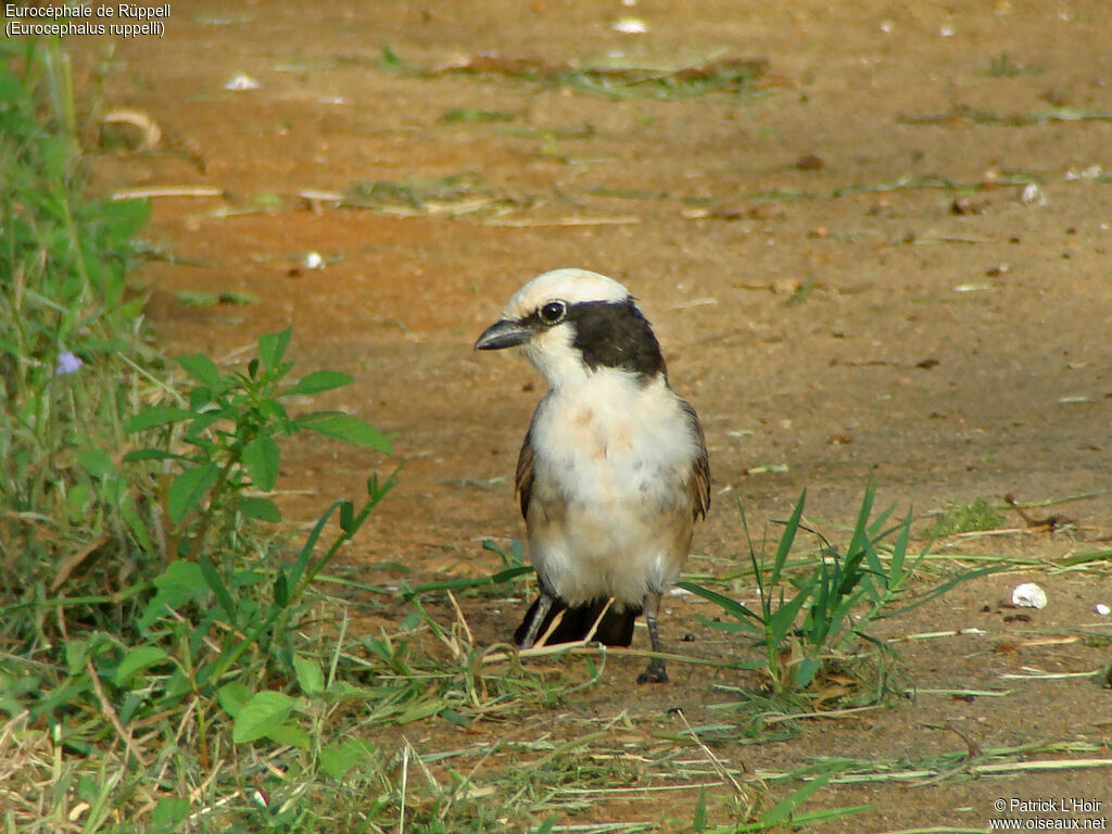 Northern White-crowned Shrike